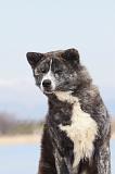 AKITA INU 158